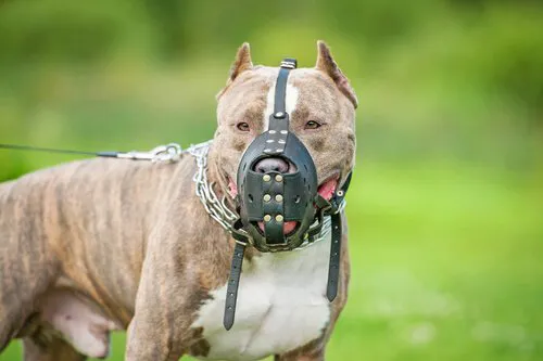 realmente-son-peligrosos-los-pitbull