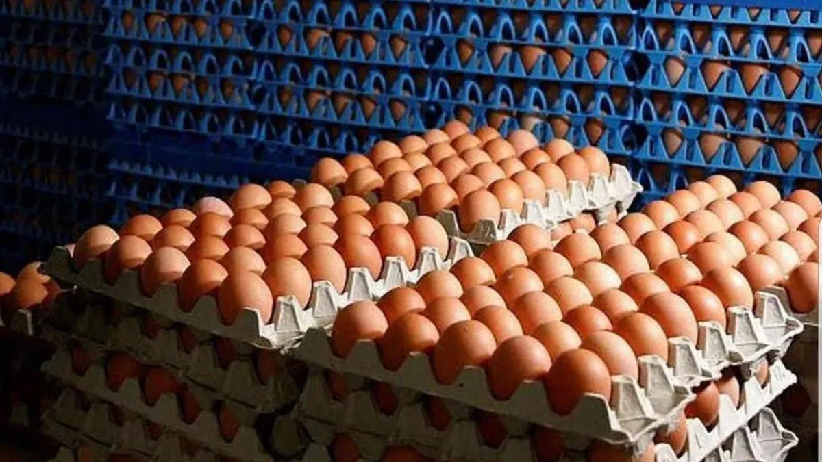 cuantos-huevos-trae-maplejpg