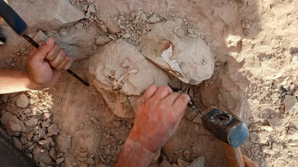 978700-web-5-excavacio-cc-81n-vertical