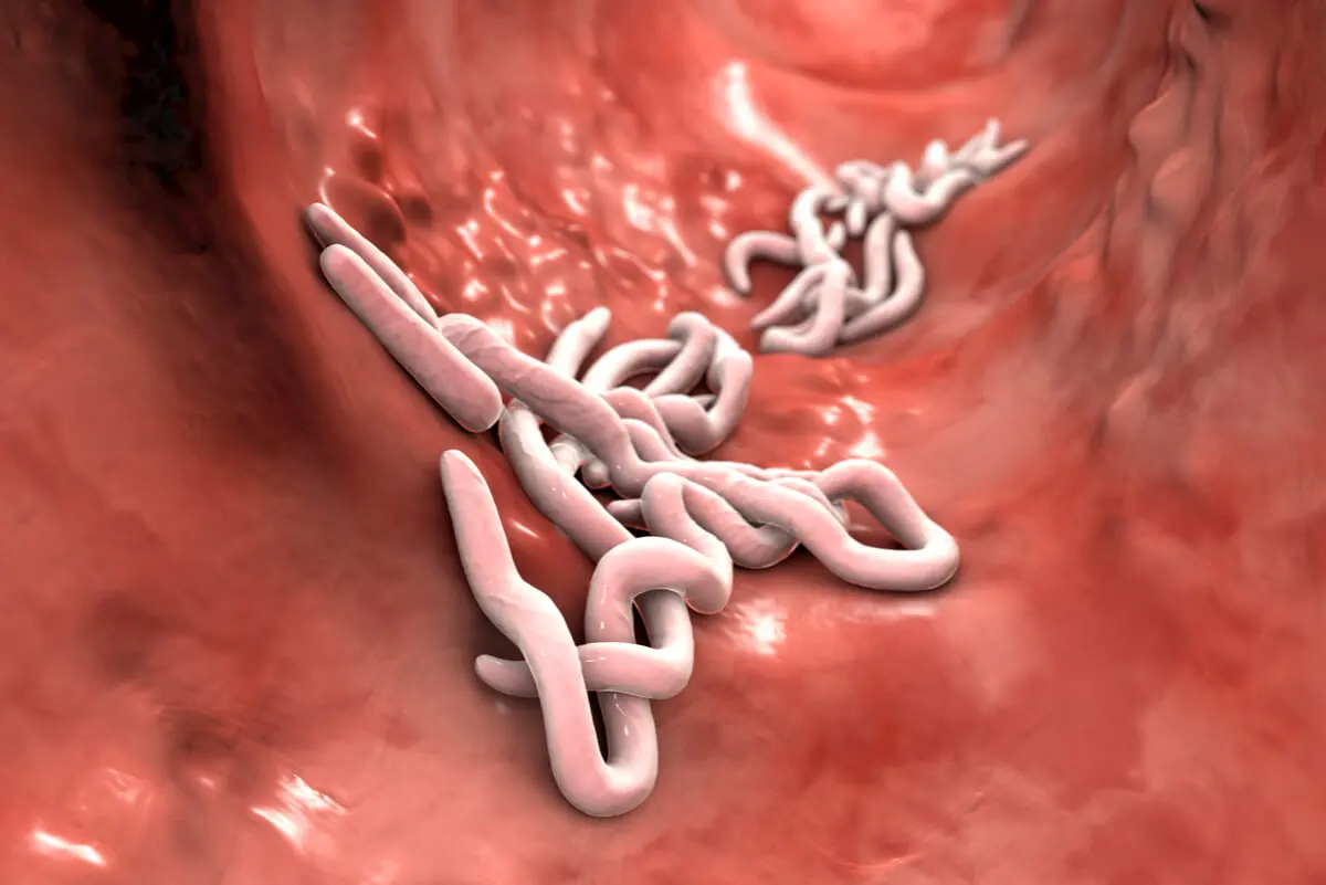 parasitos-intestino