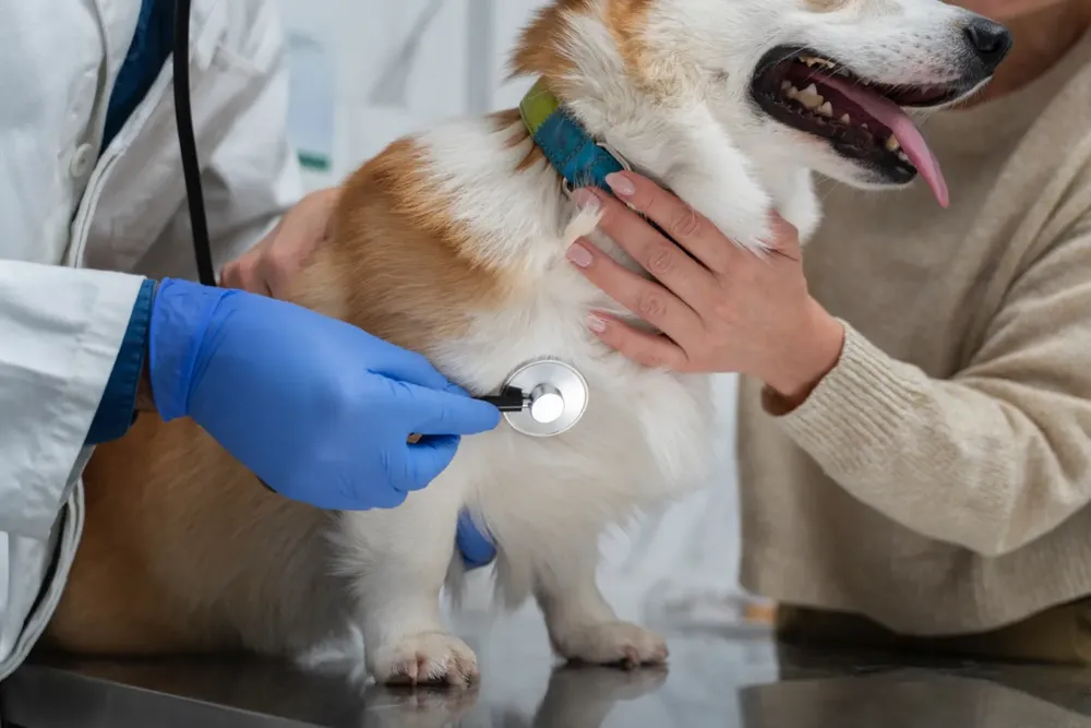 close-up-smiley-dog-at-vet
